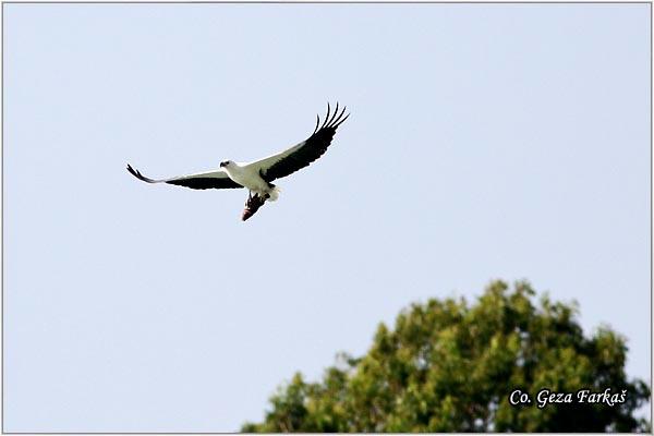 20_white-bellied_sea-eagle.jpg - White-bellied Sea-eagle, Haliaeetus leucogaster, Location: Koh Phangan, Thailand