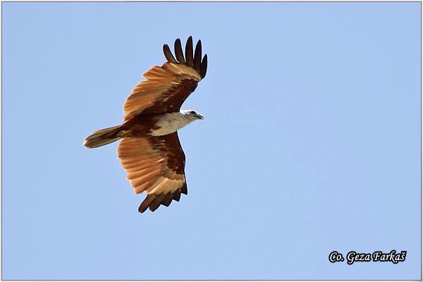 21_brahminy_kite.jpg - Brahminy Kite, Haliastur indus, Location: Koh Phangan, Thailand