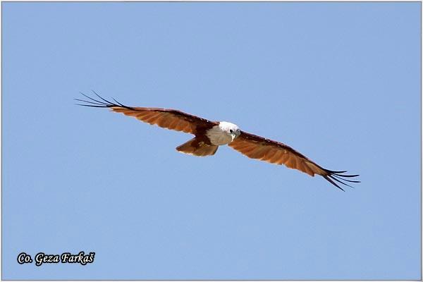 22_brahminy_kite.jpg - Brahminy Kite, Haliastur indus, Location: Koh Phangan, Thailand