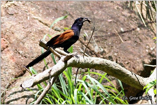 23_greater_coucal.jpg - Greater Coucal, Centropus sinensis, Location: Koh Phangan, Thailand