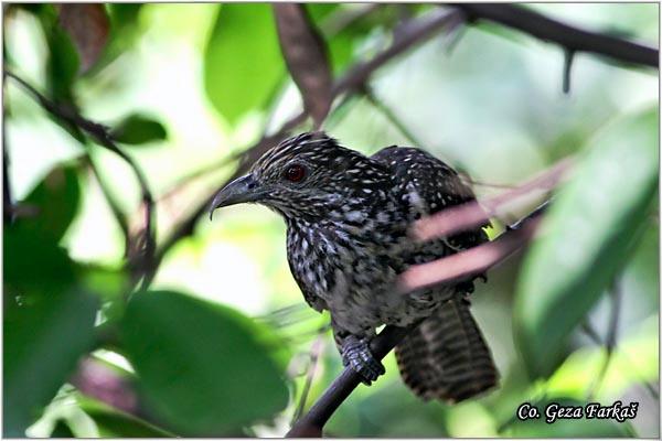 24_asian_koel.jpg - Asian Koel, Eudynamys scolopaceus, Location: Koh Phangan, Thailand