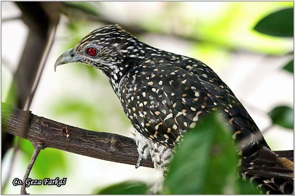 25_asian_koel.jpg - Asian Koel, Eudynamys scolopaceus, Location: Bangkok, Thailand