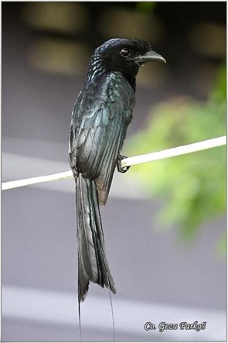 26_greater_racket-tailed_drongo.jpg - Greater Racket-tailed Drongo, Dicrurus paradiseus, Location: Koh Phangan, Thailand