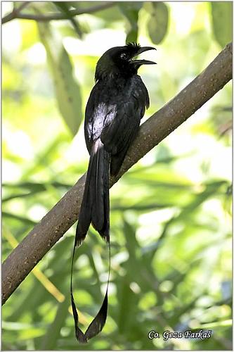 27_greater_racket-tailed_drongo.jpg - Greater Racket-tailed Drongo, Dicrurus paradiseus, Location: Koh Phangan, Thailand