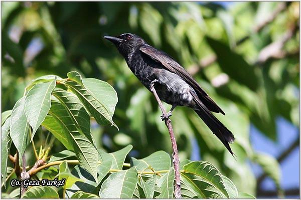 28_crow-billed_drongo.jpg - Crow-billed Drongo, Dicrurus annectans, Location: Koh Phangan, Thailand