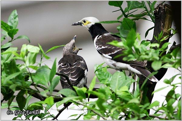 29_black-collared_starling.jpg - Black-collared Starling, Gracupica nigricollis, Location: Bangkok, Thailand