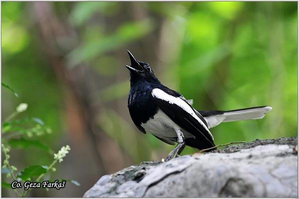 30_oriental_magpie_robin.jpg - Oriental Magpie-robin, Copsychus saularis Location: Bangkok, Thailand