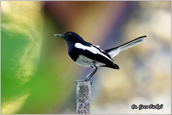 31_oriental_magpie_robin.jpg - Oriental Magpie-robin, Copsychus saularis Location: Bangkok, Thailand