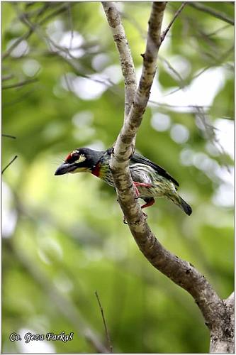 32_coppersmith_barbet.jpg - Coppersmith Barbet, Megalaima haemacephala, Location: Bangkok, Thailand