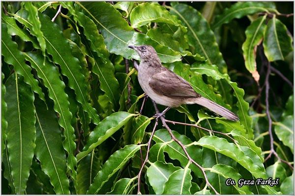 33_streak-eared_bulbu.jpg - Streak-eared Bulbul, Pycnonotus blanfordi, Location: Bangkok, Thailand