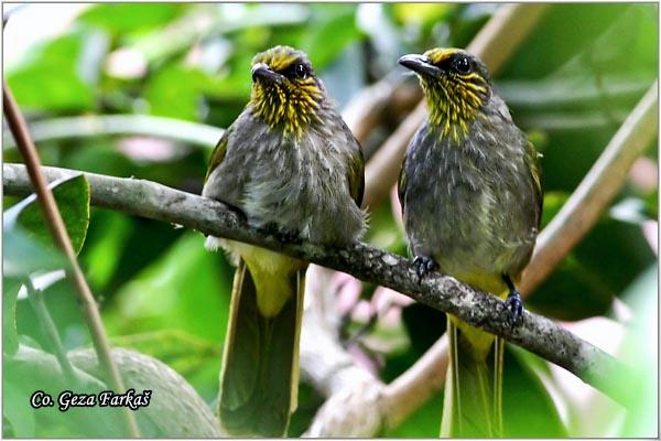 34_stripe-throated_bulbul.jpg - Stripe-throated Bulbul, Pycnonotus finlaysoni, Location: Koh Phangan, Thailand