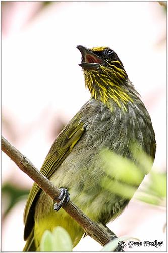 35_stripe-throated_bulbul.jpg - Stripe-throated Bulbul, Pycnonotus finlaysoni, Location: Koh Phangan, Thailand