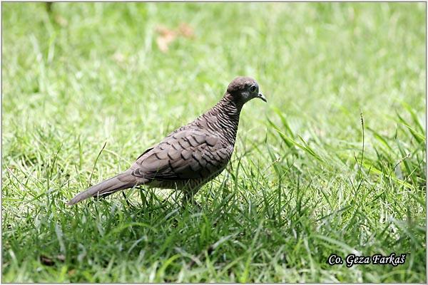 36_zebra_dove.jpg - Zebra Dove, Geopelia striata, Location: Ayuthaya, Thailand