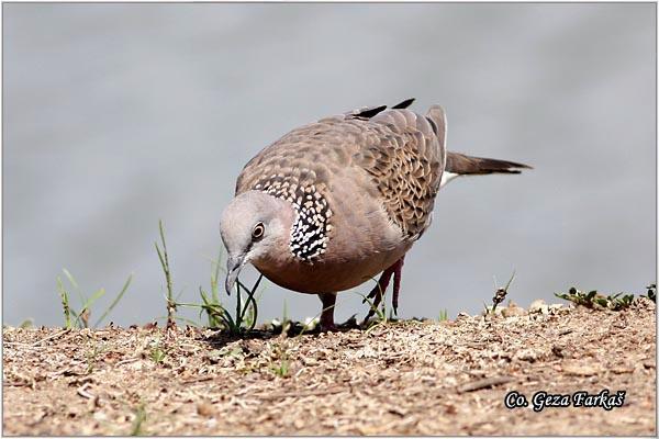 38_spotted_dove.jpg - Spotted Dove, Streptopelia chinensis, Location: Koh Phangan, Thailand