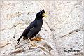 01_crested_myna