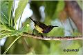 05_olive-backed_sunbird