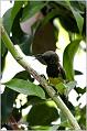 06_olive-backed_sunbird