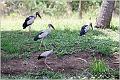 08_asian_openbill