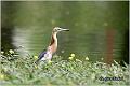 09_chinese_pond_heron