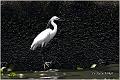 10_little_egret