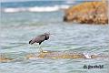 11_pacific_reef_egret