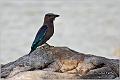 14_indian_roller