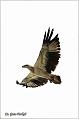 18_white-bellied_sea-eagle