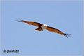 22_brahminy_kite