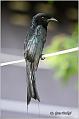 26_greater_racket-tailed_drongo