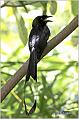 27_greater_racket-tailed_drongo