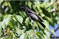 28_crow-billed_drongo