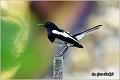 31_oriental_magpie_robin