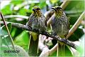 34_stripe-throated_bulbul