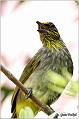 35_stripe-throated_bulbul