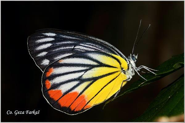 01_painted_jezabel.jpg - Painted jezabel, Delias hyparete metarete, Location: Koh Phangan, Thailand