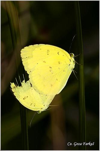 06_common_grass_yellow.jpg - Common grass yellow, Eurema hacabe contubernalis, Location: Koh Phangan, Thailand