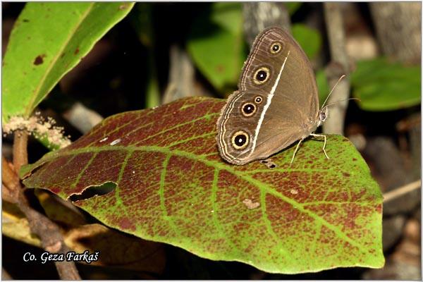 08_nigger.jpg - Nigger, Orsotriaena medus, Location: Koh Phangan, Thailand