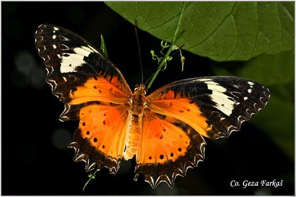 09_malay_lacewing.jpg - Malay lacewing, Cethosia cyane, Location: Koh Phangan, Thailand