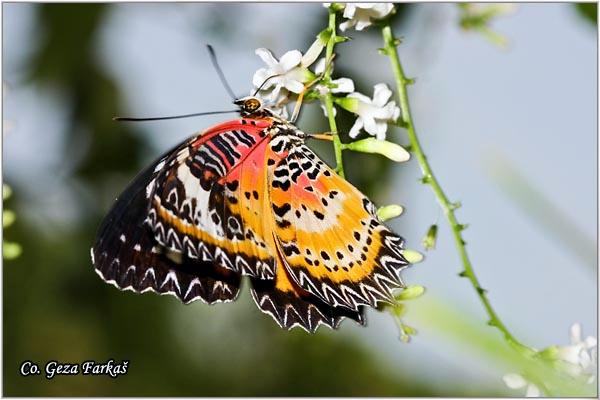 10_malay_lacewing.jpg - Malay lacewing, Cethosia cyane, Location: Koh Phangan, Thailand