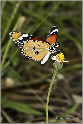 11_plain_tiger.jpg - Plain tiger, Danaus chrisippus, Location: Koh Phangan, Thailand