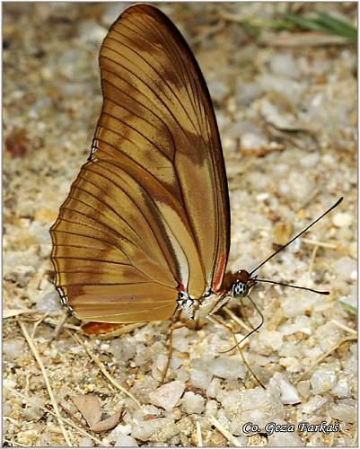 12_julia_heliconian.jpg - Dryas julia, Julia Heliconian, Location: Koh Phangan, Thailand