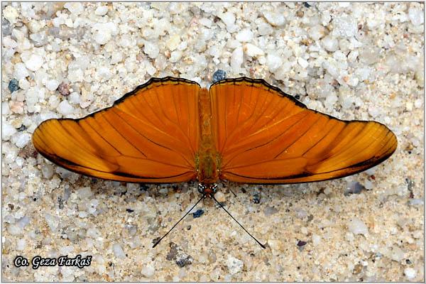 13_julia_heliconian.jpg - Dryas julia, Julia Heliconian, Location: Koh Phangan, Thailand