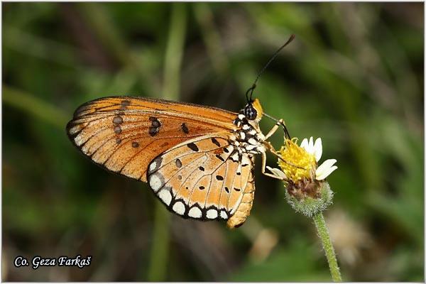 14_tawny_coaster.jpg - Tawny coaster, Acraea violaea, Location: Koh Phangan, Thailand