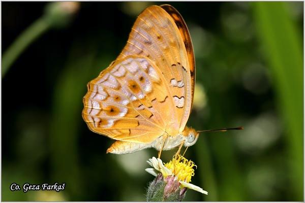 15_small_leopard.jpg - Small leopard, Phalanta alcippe alcippoides, Location: Koh Phangan, Thailand