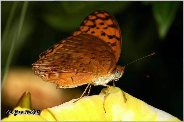 16_small_leopard.jpg - Small leopard, Phalanta alcippe alcippoides, Location: Koh Phangan, Thailand