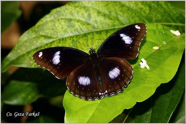 17_eggfly.jpg - Eggfly, Hypolimas bolina, Location: Koh Phangan, Thailand