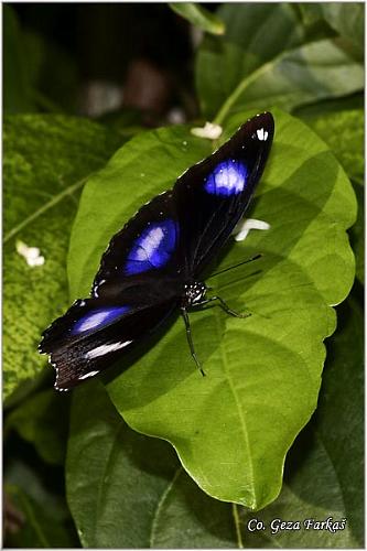 18_eggfly.jpg - Eggfly, Hypolimas bolina, Location: Koh Phangan, Thailand