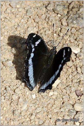 19_blue_admiral.jpg - Blue admiral, Kaniska canace perakana, Location: Koh Phangan, Thailand