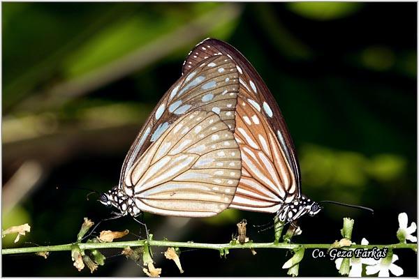 21_blue_glassy_tiger.jpg - Blue glassy tiger, Ideopsis similis, Location: Koh Phangan, Thailand