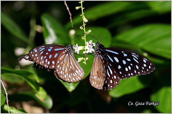 22_blue_glassy_tiger.jpg - Blue glassy tiger, Ideopsis similis, Location: Koh Phangan, Thailand